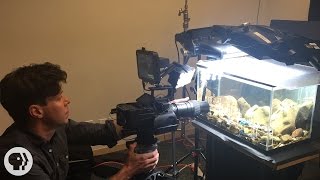 Behind the Scenes with Deep Look Caddisflies [upl. by Jeffries76]