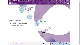 TOPOISOMERASE I ACTIVITY [upl. by Olivette]