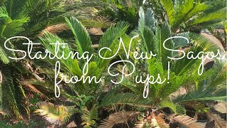 Propagating Sago Palms from Pups [upl. by Cumine533]