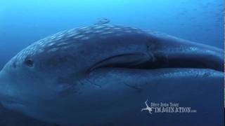 Whale Sharks Chapter from Who Lives in the Sea DVDYouTube [upl. by Socram]