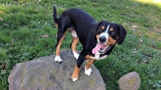 Alfie the Entlebucher Mountain Dog Training Rear End Awareness [upl. by Nimsay]