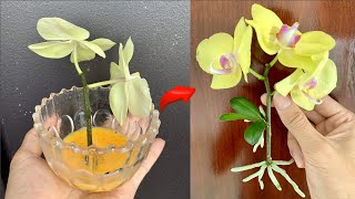 Know this secret You can propagate thousands of orchids at will [upl. by Jonis]