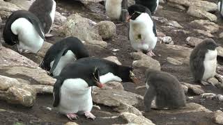 Rockhopper Penguins and Snowy Sheathbills Saunders Island [upl. by Bamberger]