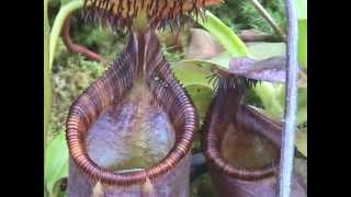 Nepenthes ephippiata Gets Lots of Visitors [upl. by Alyek]