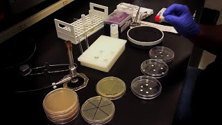 Testing an Antibiotic Using a Disk Diffusion Assay  Kirby Bauer Method [upl. by Ginelle]