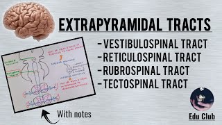 Extrapyramidal Tracts  Descending Tracts  Vestibulo Reticulo Rubro and Tectospinal Tracts [upl. by Inaffyt]