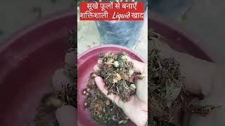 सूखे फूलोँ से बनाएँ Powerful Liquid Fertilizer पौधों में ढ़ेरों फूल पाने का Secret Fertilizer [upl. by Cthrine863]