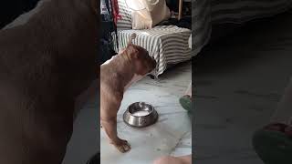 snacks doglover buldog americanbully [upl. by Kryska670]