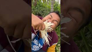 Supari ka Tree ka recipes finish kar diya  Areca Nut Tree  Betel Nut Tree Eating [upl. by Hsirk]