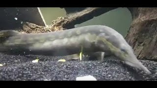 Mixed polypterus eel tank [upl. by Sicnarf]