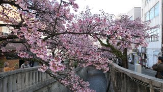 熱海 あたみ桜 糸川桜まつり 満開 2024年1月29日月 [upl. by Aihsikal]