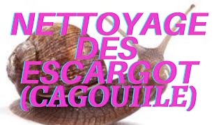 préparation des escargots cagouilles  1ere etape 🐌🐌🐌🐌 [upl. by Enaled]