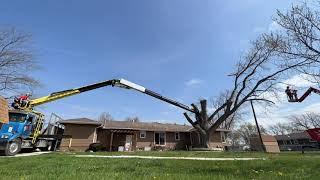 Grapplesaw Truck  Backyard Maple Removal [upl. by Keeler]