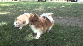 Pomskies Pomsky Full Grown playing in Yard [upl. by Yolanda70]