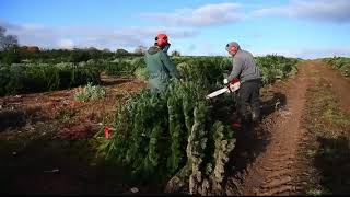 Stockeld Park Christmas tree harvesting 13th November 2018 [upl. by Fredenburg]