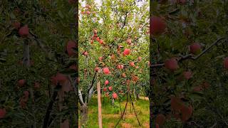 Kashmir 🍎🍎🍎apple gardenorchidsshorts [upl. by Chaves]