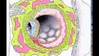 Chorionic Cavity [upl. by Novaat562]