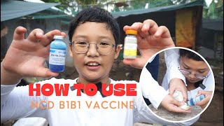 EP 5 HOW TO ADMINISTER THE NEWCASTLE BRONCHITIS VACCINE TO CHICKENS [upl. by Caswell]