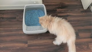 PetSafe Deluxe Crystal Litter Box System Review [upl. by Hsejar]