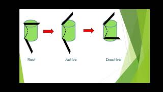 Phenytoin mechanism of action [upl. by Ihtac]