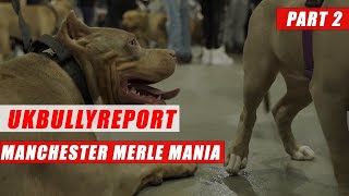 UK BULLY REPORTDog ShowMerle ManiaManchesterPt2 [upl. by Aisercal413]