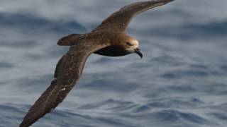 Rapanui GreyFaced Petrel Trust  TRC Environmental Award winners 2016 [upl. by Aila964]