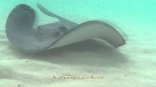 Rochen Stingrays [upl. by Schwerin]