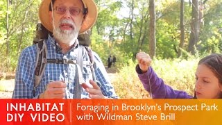 How To Forage In Your Local Park Foraging With Wildman Steve Brill in Brooklyn [upl. by Nidorf313]