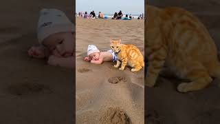 Little yellow cat playing with human baby at the beach [upl. by Annay648]