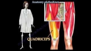 Anatomy Of The Knee  Everything You Need To Know  Dr Nabil Ebraheim [upl. by Ellener]