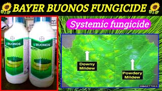 Bayer buonos fungicide Tebuconazole 3839SCbuonos fungicide price dose work result CG KISAN TV [upl. by Fabrin]