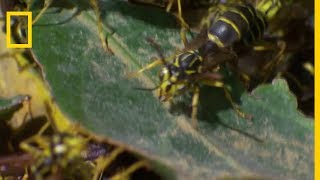 Des fourmis légionnaires sattaquent à des guêpes [upl. by Reggy]