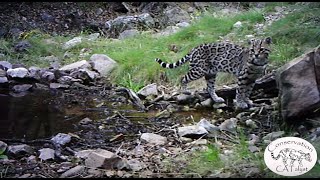 Watch First publicly released trail video of rare Arizona ocelot [upl. by Ijies423]