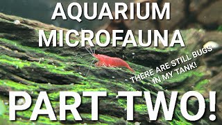 What Are Those Little Bugs And Worms In Your Aquarium PART 2  Uncommon Aquarium Micro Fauna [upl. by Mapes]