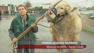 Les plus beaux charolais à La RochesurYon [upl. by Elsilrac]