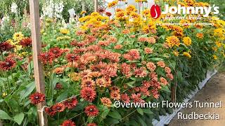 Overwinter Flowers Tunnel  Rudbeckia BlackEyedSusan [upl. by Nide455]