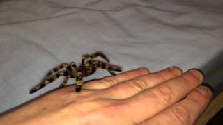 Poecilotheria subfusca highland handling [upl. by Ahtan307]