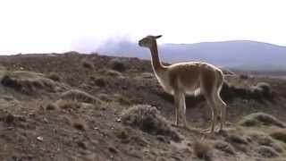 Vicuñas Chimborazo [upl. by Suciram]