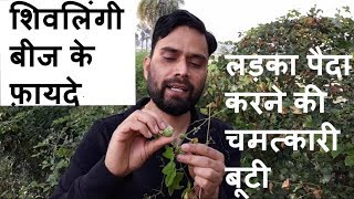 Shivlingi  How to Get Pregnant with Herbal Medicine [upl. by Halet]