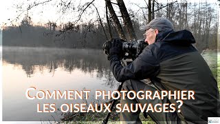 Comment photographier les oiseaux sauvages  Photographie Animalière [upl. by Aivlys904]