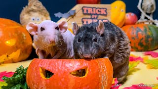 Halloween Pet Rats 🎃 Cute Funny Rats On Spooky Halloween Night 🐭 [upl. by Francene]