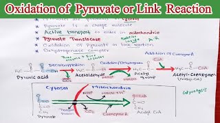 Oxidation of Pyruvate or link reaction Second phase of aerobic respiration Pyruvate [upl. by Ala]