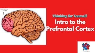 Intro to the Prefrontal Cortex [upl. by Lertnom215]