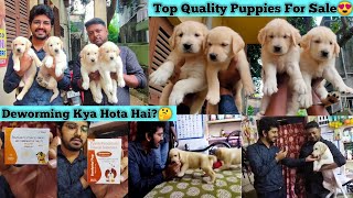 Best Quality Labrador Puppy Price  Golden Retriever  Deworming Kya Hota Hai  Deworming Schedule [upl. by Fraser926]