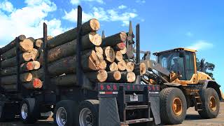 The US Sawmill How Hardwood Lumber is Made [upl. by Kamp566]