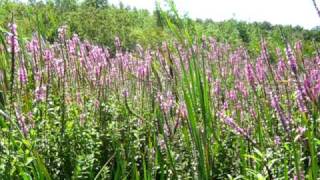 Purple loosestrife at Lake Gogebic [upl. by Ecadnarb278]