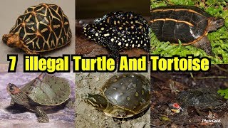 7 Banned Species Of Turtle And Tortoise In India  illegal Variety Of Turtle and Tortoise To Pet [upl. by Bondy852]