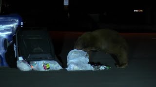 Black bear rummages through trash [upl. by Ramirol]