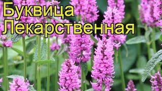 Буквица лекарственная Краткий обзор описание характеристик где купить stachys officinalis [upl. by Aitnom132]