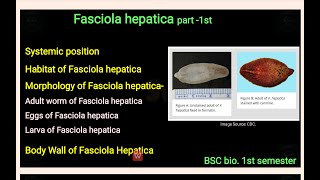 Fasciola hepatica part 1st  habitat structure amp system position of fasciola hepatica  bsc 1st sem [upl. by Dirk]